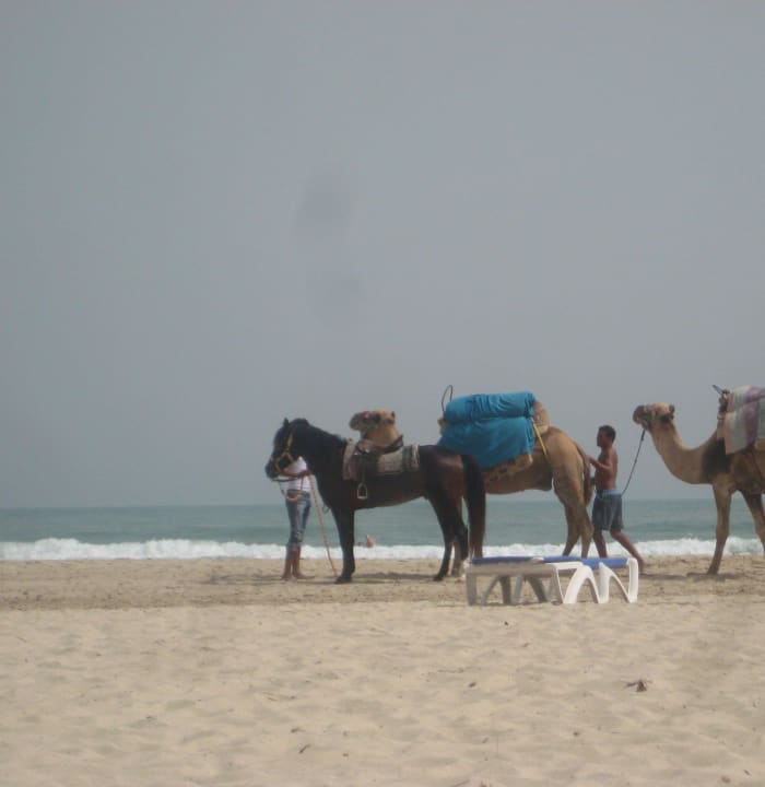 Pferde und Kamele am Strand Vincci Helios Beach