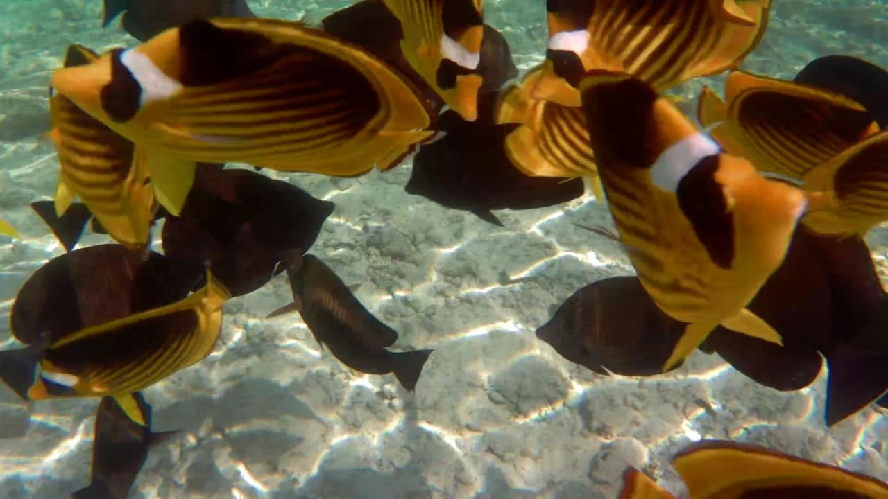 Strand Pickalbatros Sea World Resort - Marsa Alam