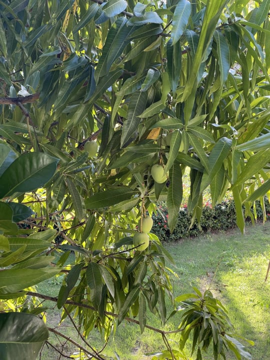 Gartenanlage Wyndham Alltra Samana