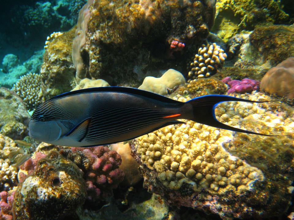 Schnorcheln im Grand Makadi Grand Makadi