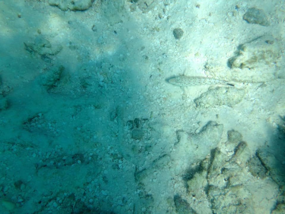 Unterwasserwelt Cinnamon Hakuraa Huraa Maldives