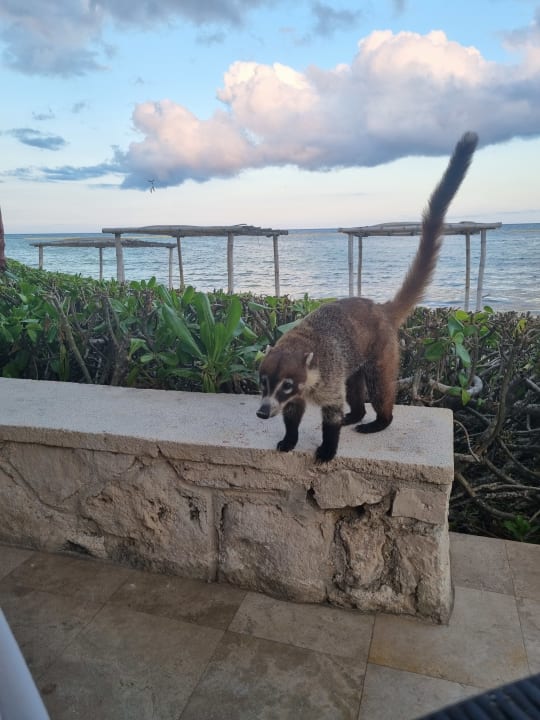 Sonstiges Akumal Bay Beach & Wellness Resort