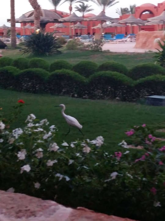 Besuch Swisstouch Oriental Resort Marsa Alam