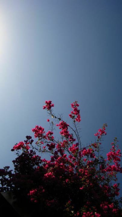 Blumendeko Mövenpick Resort El Quseir