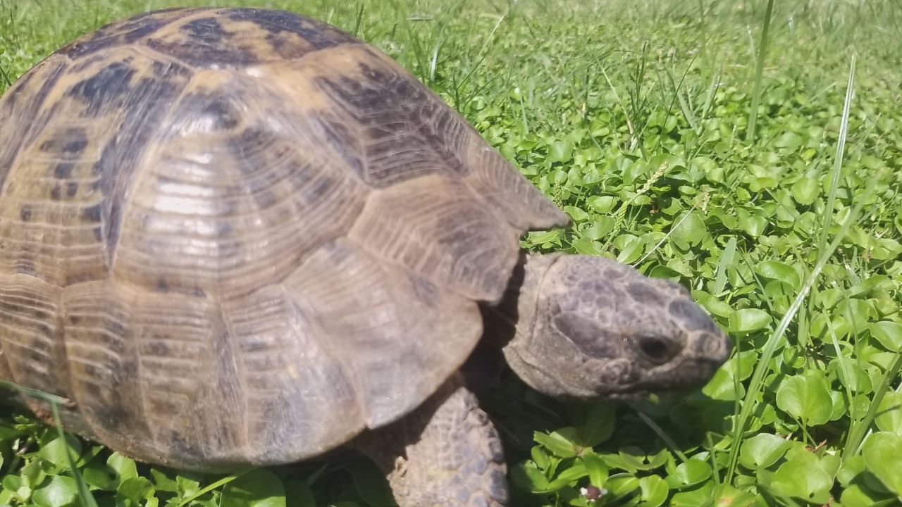 Gartenanlage Megasaray Club Belek