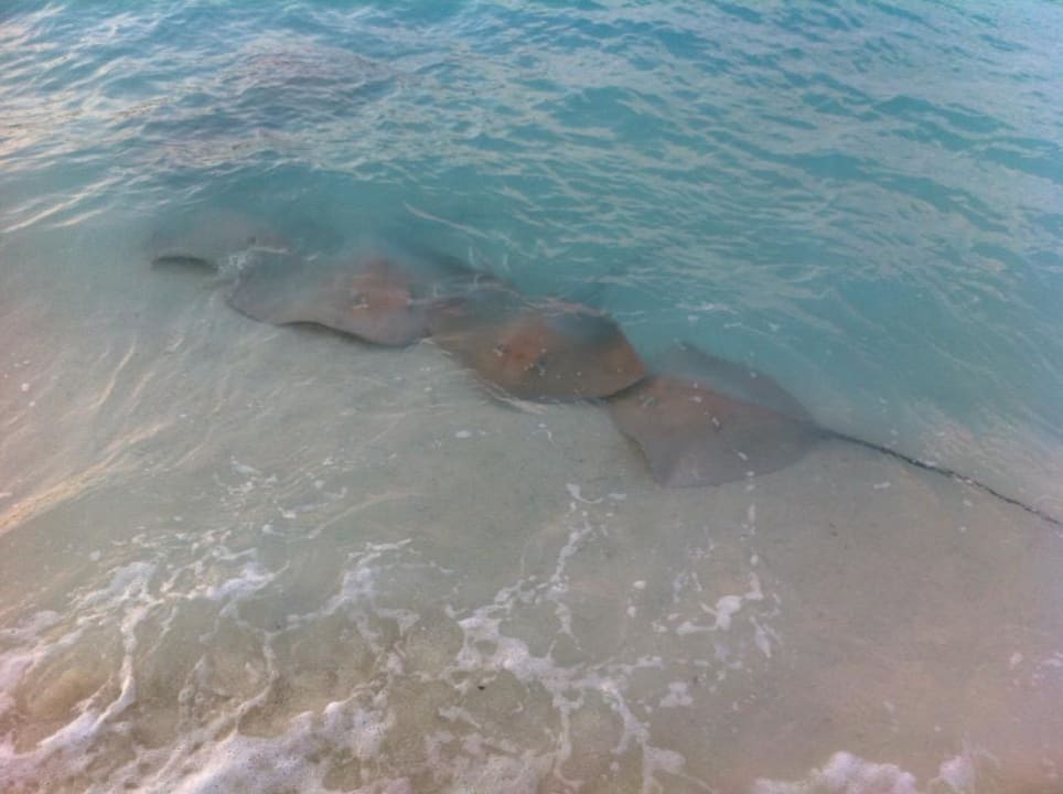Strand Kuramathi Maldives