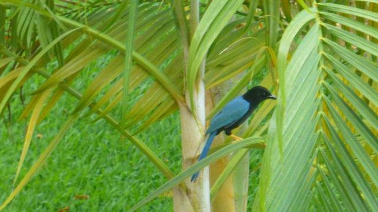 Haustiere Grand Palladium Select White Sand Resort & Spa