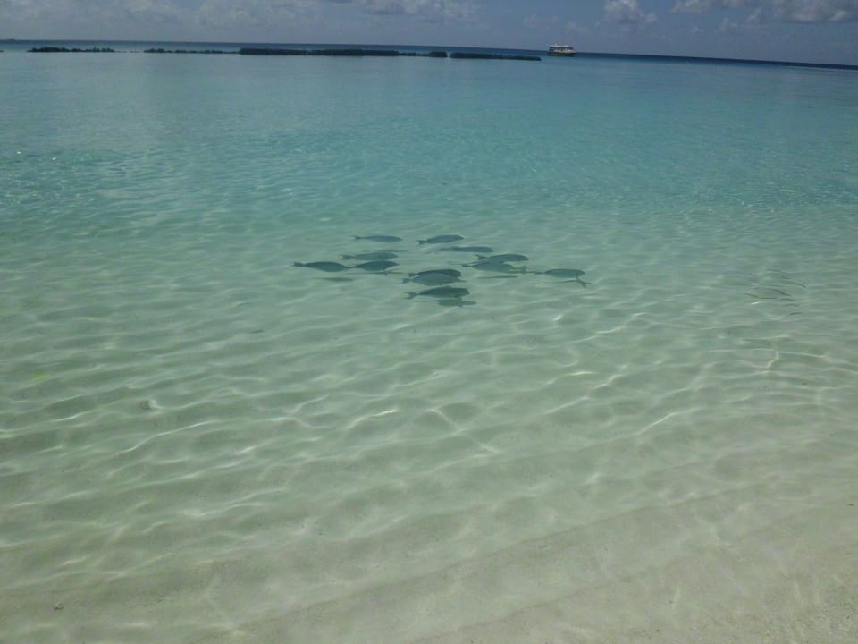 Ohne Worte  Summer Island Maldives