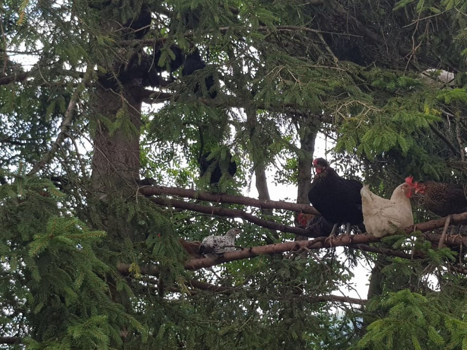 Sonstiges Pension Grubenhof