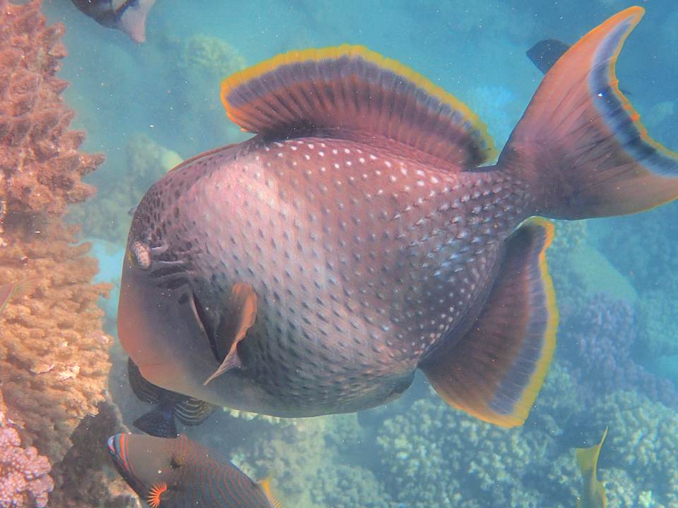 Sonstiges Shams Alam Beach Resort