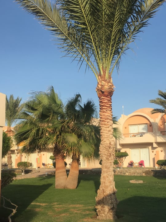 Gartenanlage Three Corners Sea Beach Resort