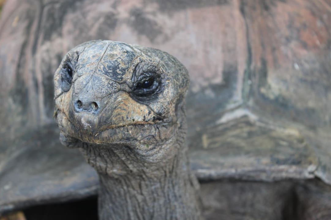 Schildi Maritim Resort & Spa Mauritius