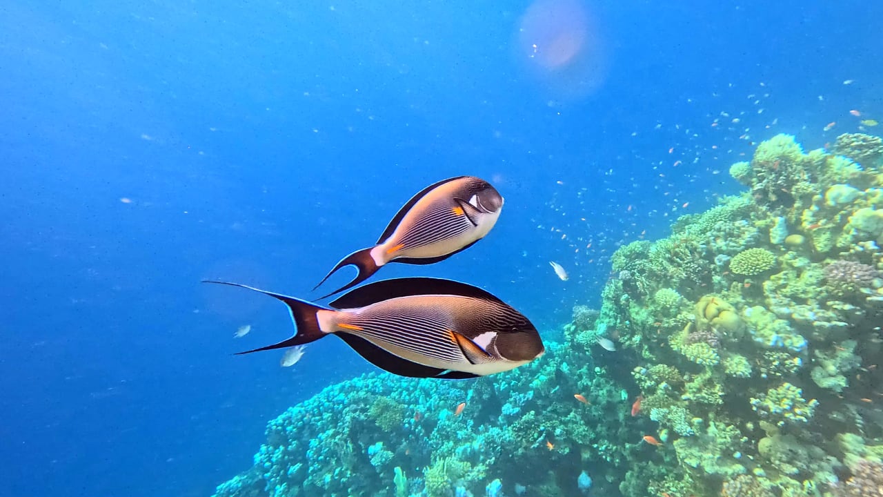 Strand Makadi Spa - Adults only