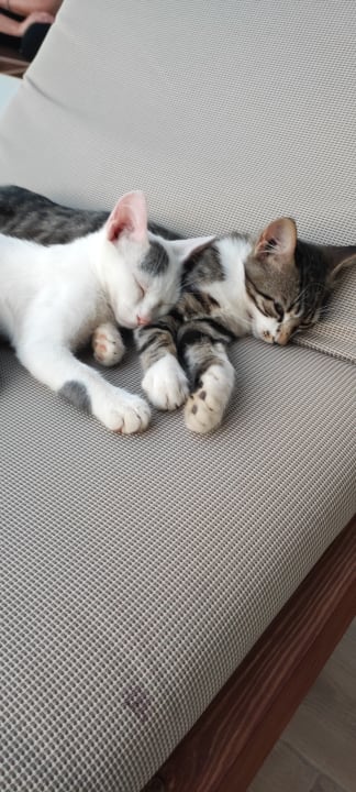 Gartenanlage Alexandra Golden Boutique - Adults only