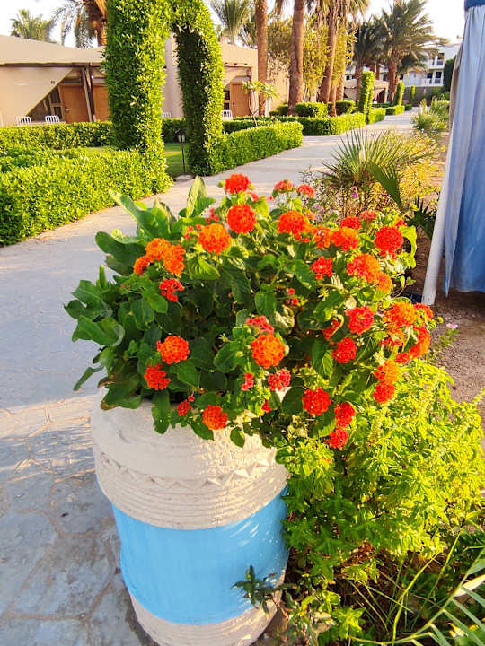 Gartenanlage Eagles Paradise Abu Soma