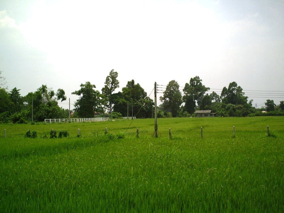 Blick auf die Reisfelder Baan Chai Thung Resort
