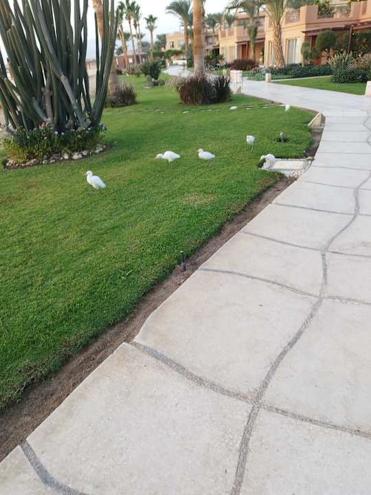 Gartenanlage Shams Prestige Abu Soma-Adults Only