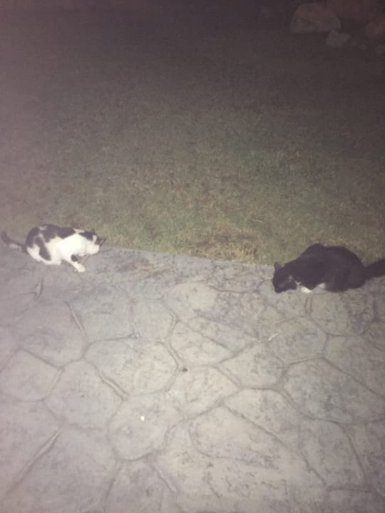 Sonstiges Atlantica Mikri Poli Rhodes