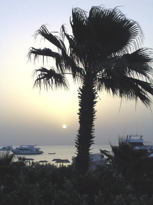 Sonnenaufgang unter Palmen Lotus Bay Beach Resort