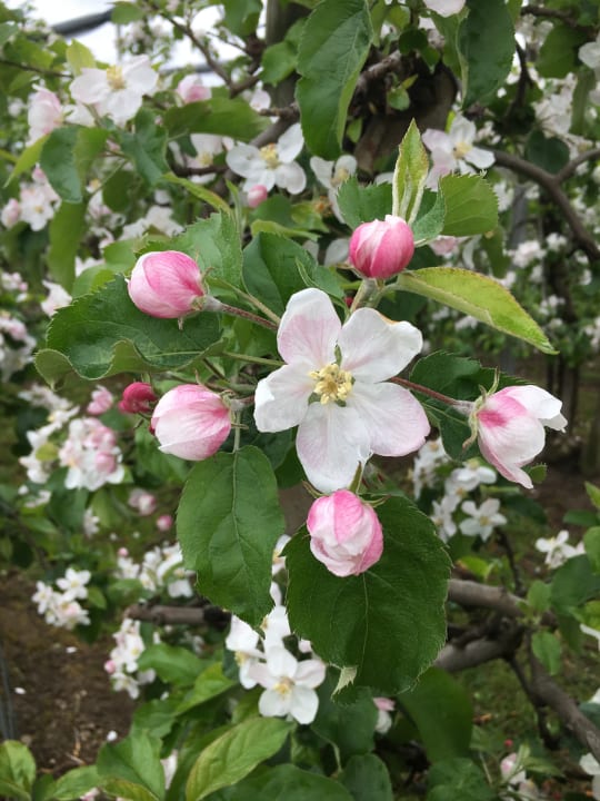 Gartenanlage Ferienhof Schmid