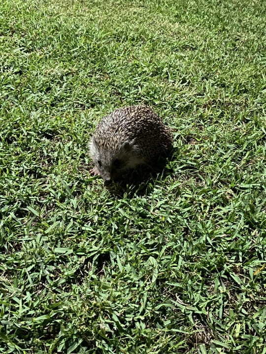 Sonstiges Aydinbey Kings Palace & Spa