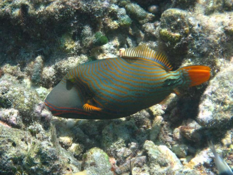 Fische NAKAI Dhiggiri Resort