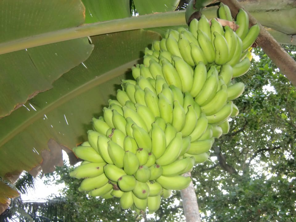 Bananestaude Kuramathi Maldives