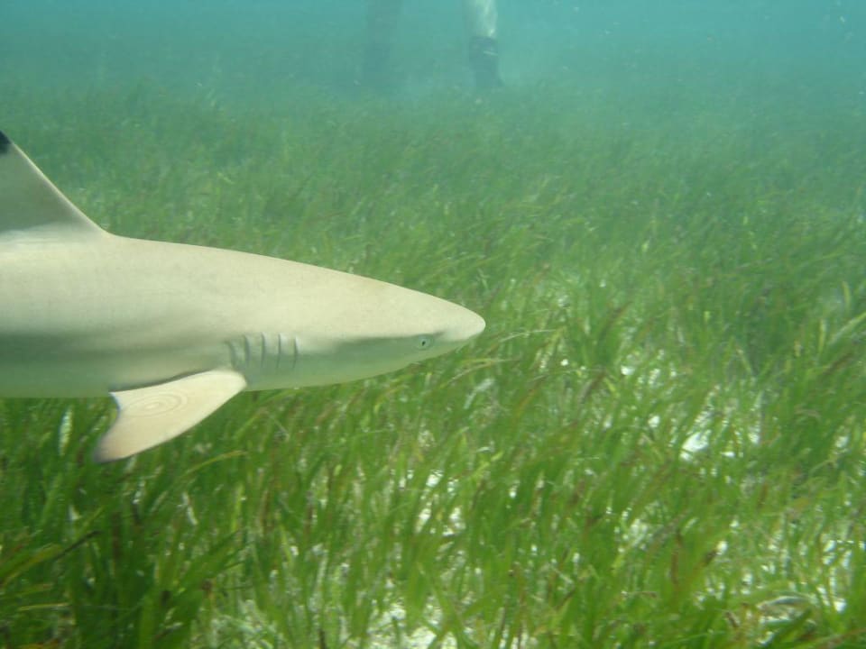 Hailight am Strand Meeru Maldives Resort Island