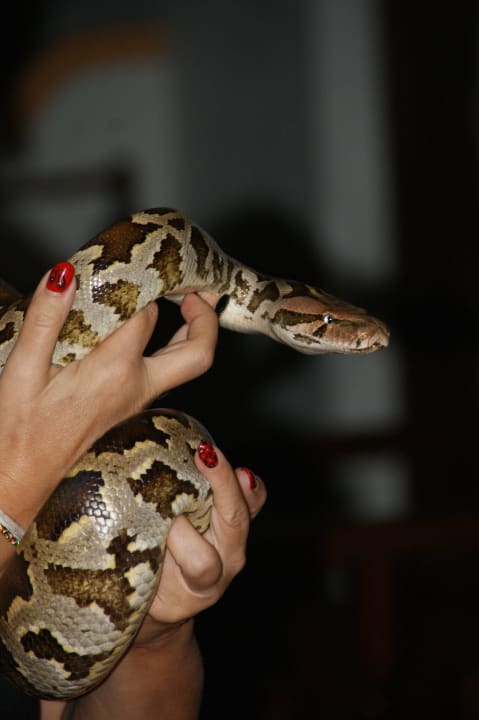 Unterhaltung im Hotel Hotel Bentota Village