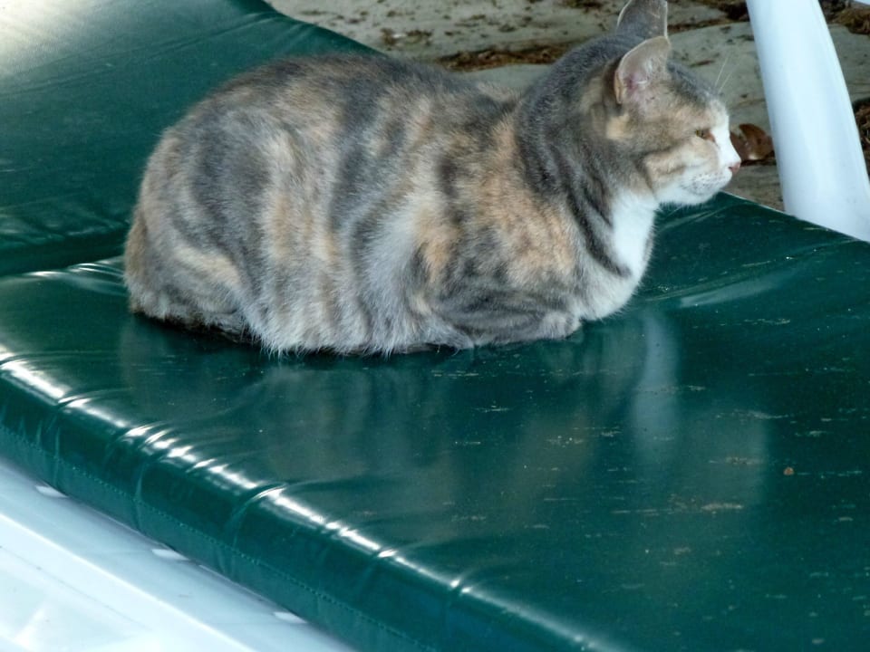 Helga die Hotelkatze Trendy Side Beach Hotel - Adults only