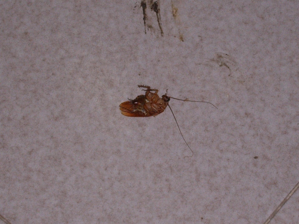 Bad zertretene Kakerlake  Los Olivos Beach Resort