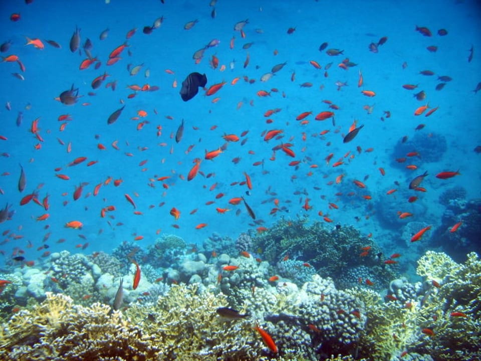 \"drobnica\" na rafie Malikia Resort Abu Dabbab