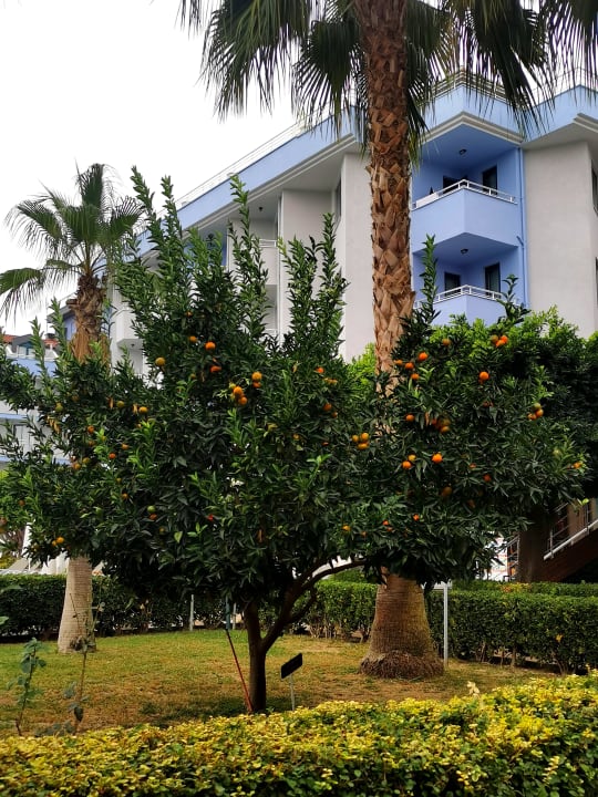 Gartenanlage Grand Seker Hotel