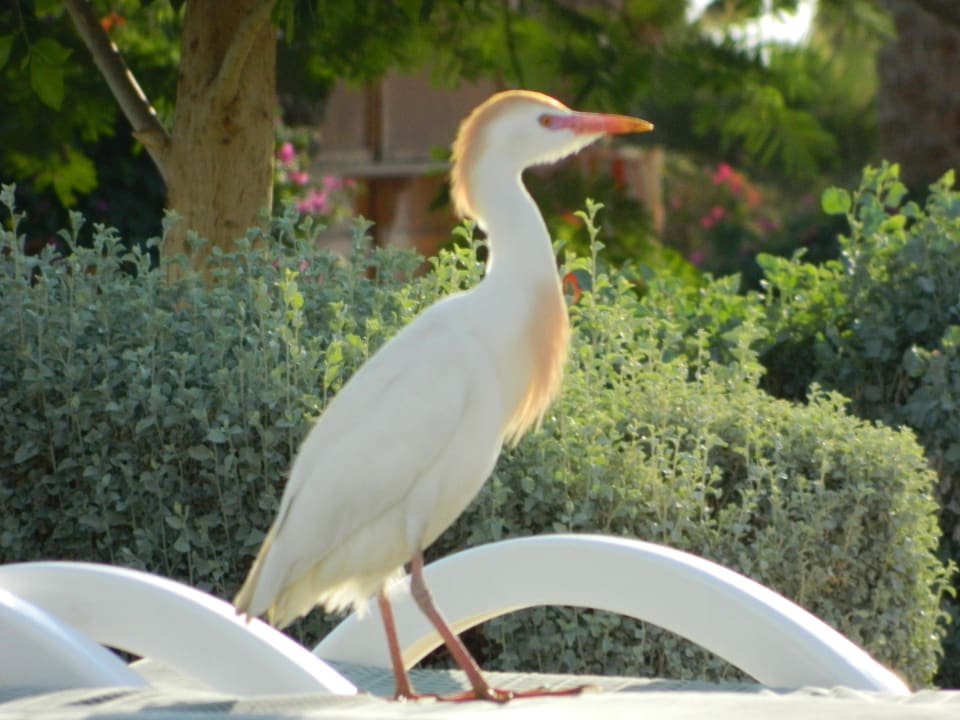 Liegenbesetzer Brayka Bay Resort