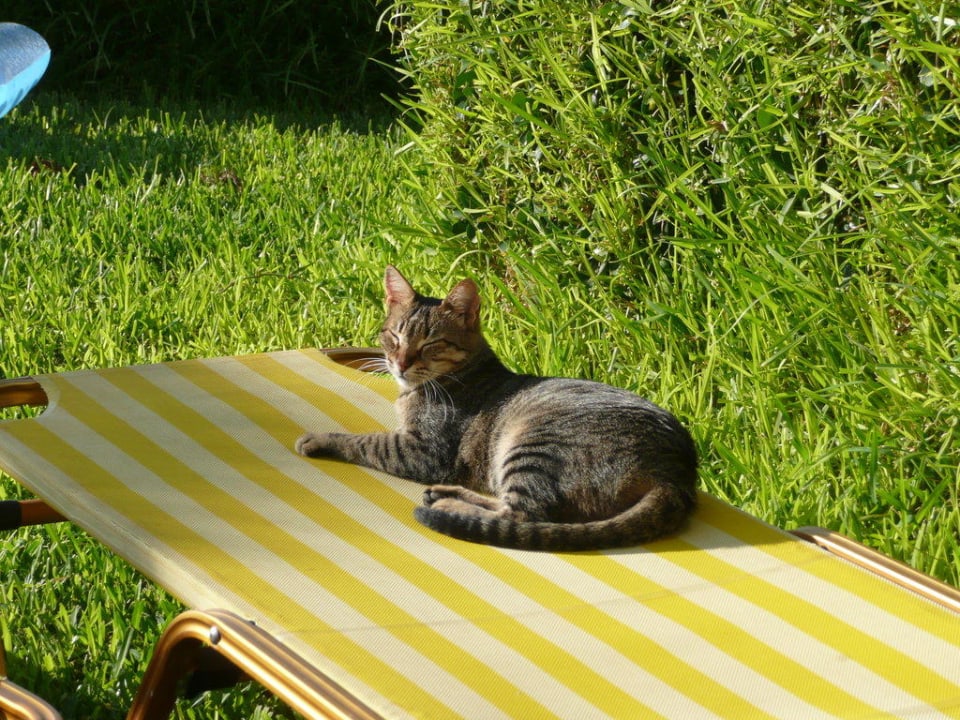Katze Alexander Beach Hotel & Village Resort
