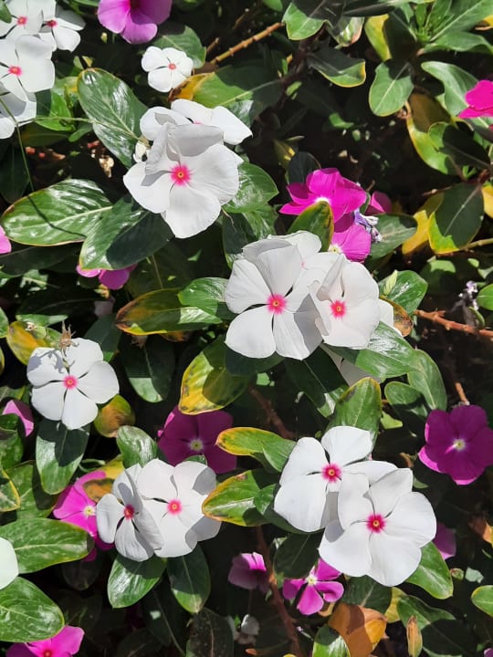 Gartenanlage Three Corners Equinox Beach Resort