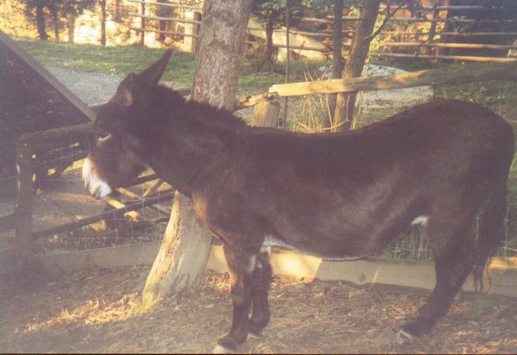 Esel im Streichelzoo Alpina Alpendorf