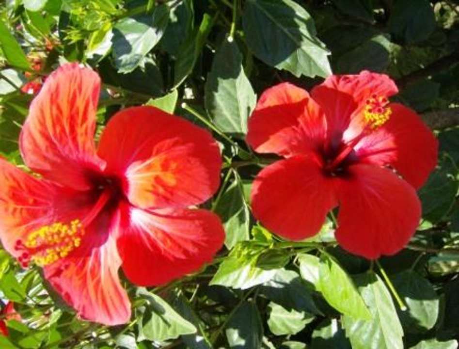 Blütenpracht Top Hotel