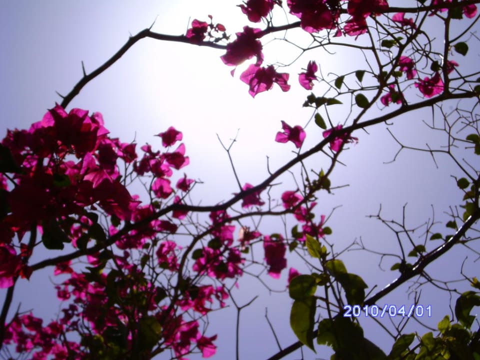 Viele Pflanzen im Garten  Jaz Makadi Oasis Resort