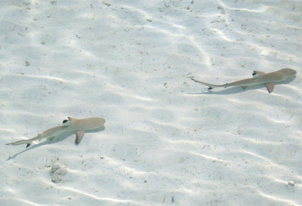 Haie Meeru Maldives Resort Island