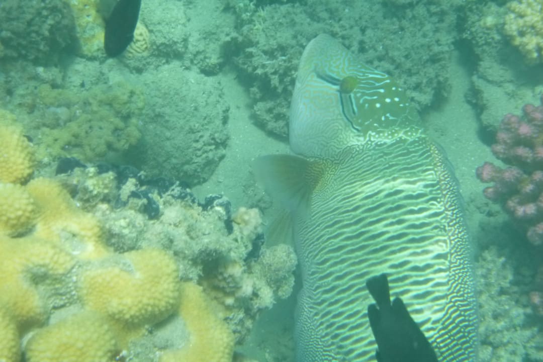 Napoleon Lahami Bay Beach Resort