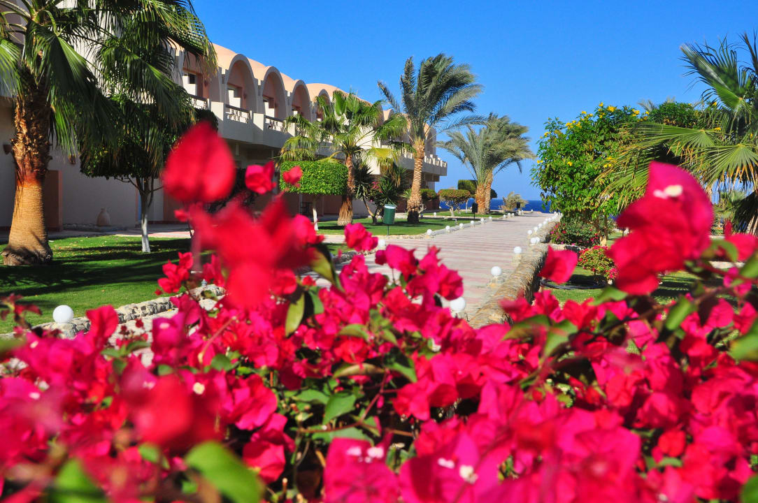 Ogród Three Corners Sea Beach Resort