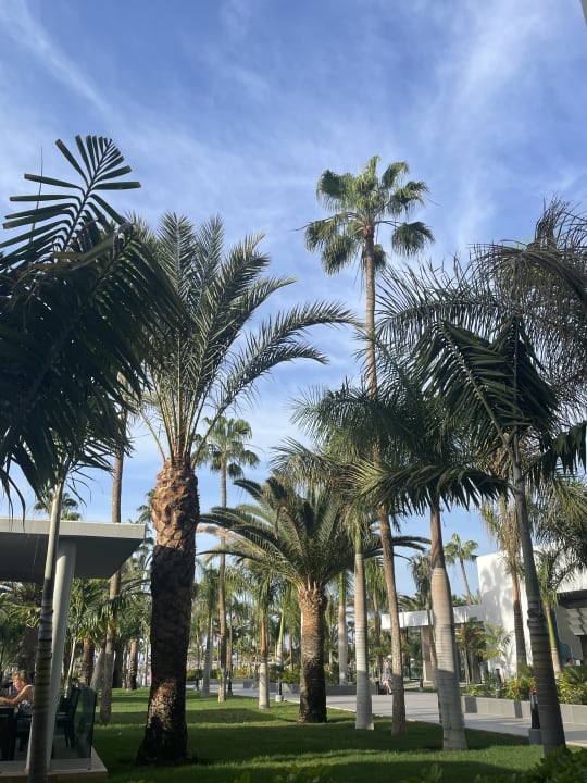 Gartenanlage Hotel Riu Gran Canaria