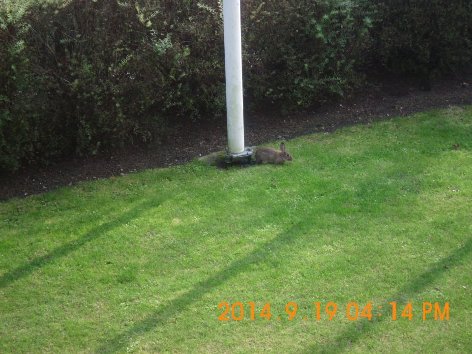 Auf Hase Hotel Campanile Venlo