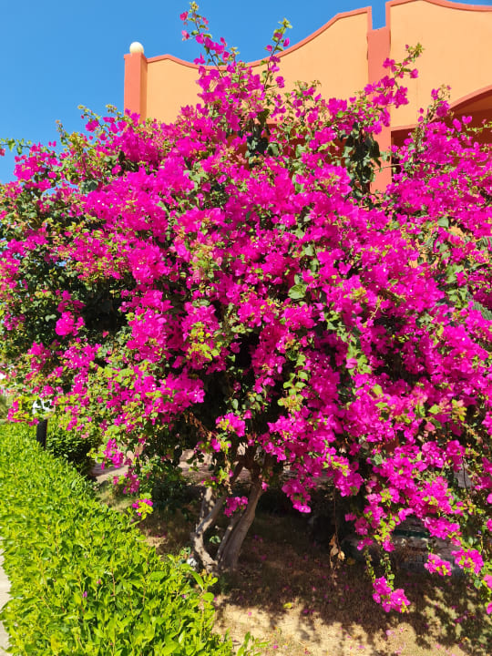 Gartenanlage Three Corners Happy Life Beach Resort