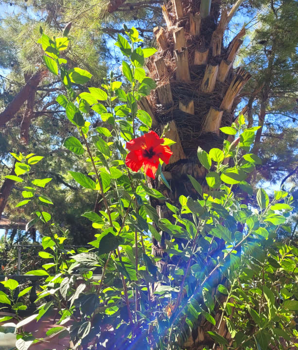 Gartenanlage İncekum West Hotel