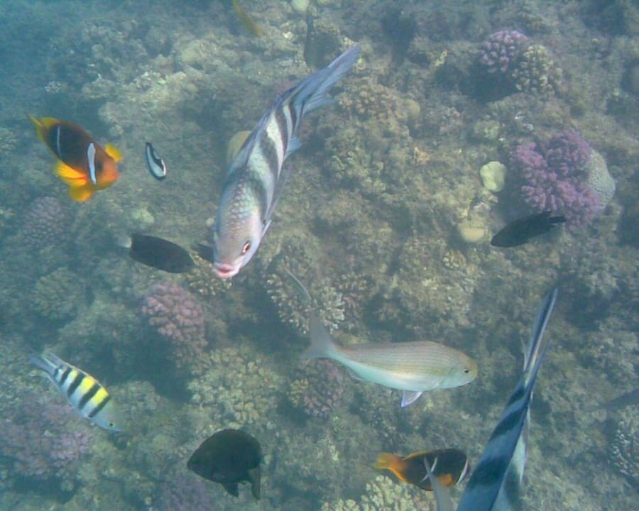 Fische Pickalbatros Palace Resort