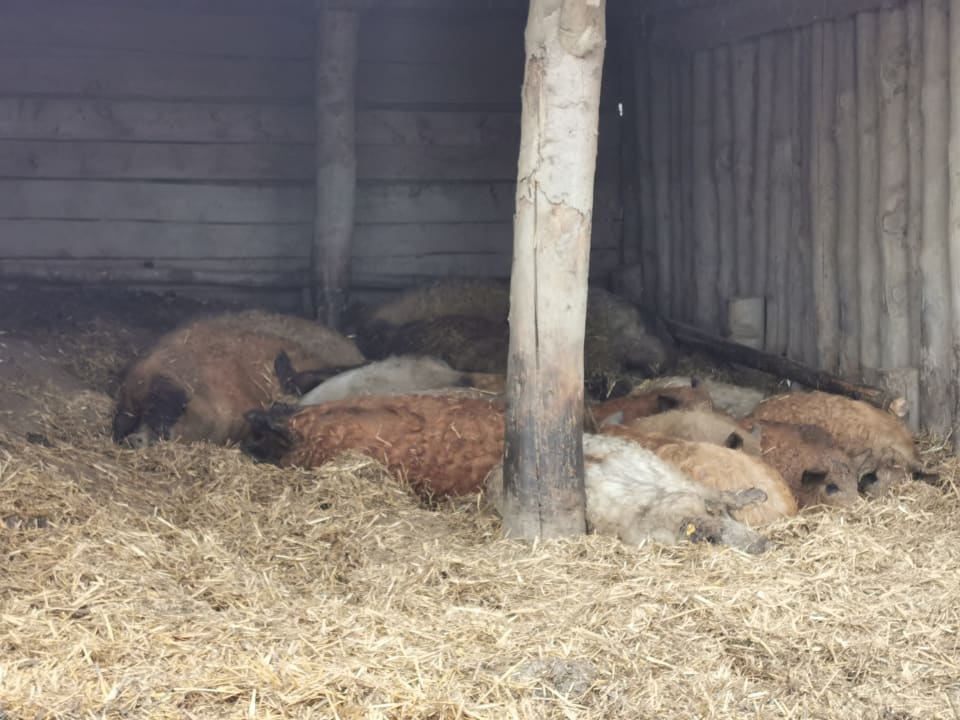 Sport & Freizeit Hotel Reiters Supreme