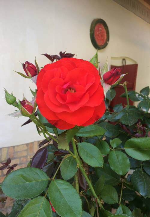 Gartenanlage Farmotel Stefania