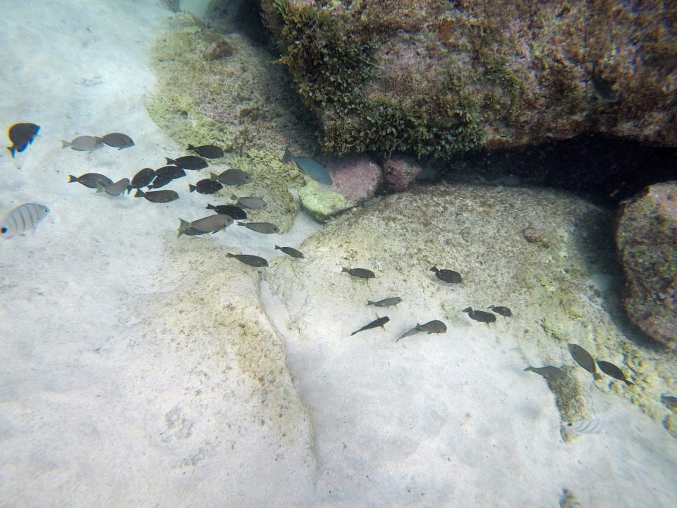 Schnorcheln direkt am Hotel Meliá Laguna Beach